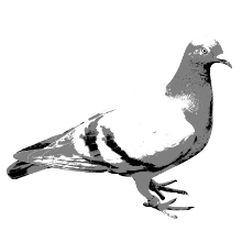 ハト