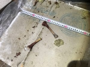 鳥の骨_イタチ食べ残し