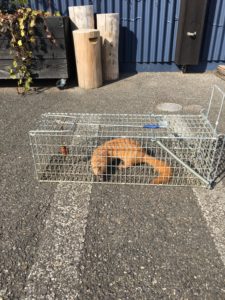 捕獲したイタチ