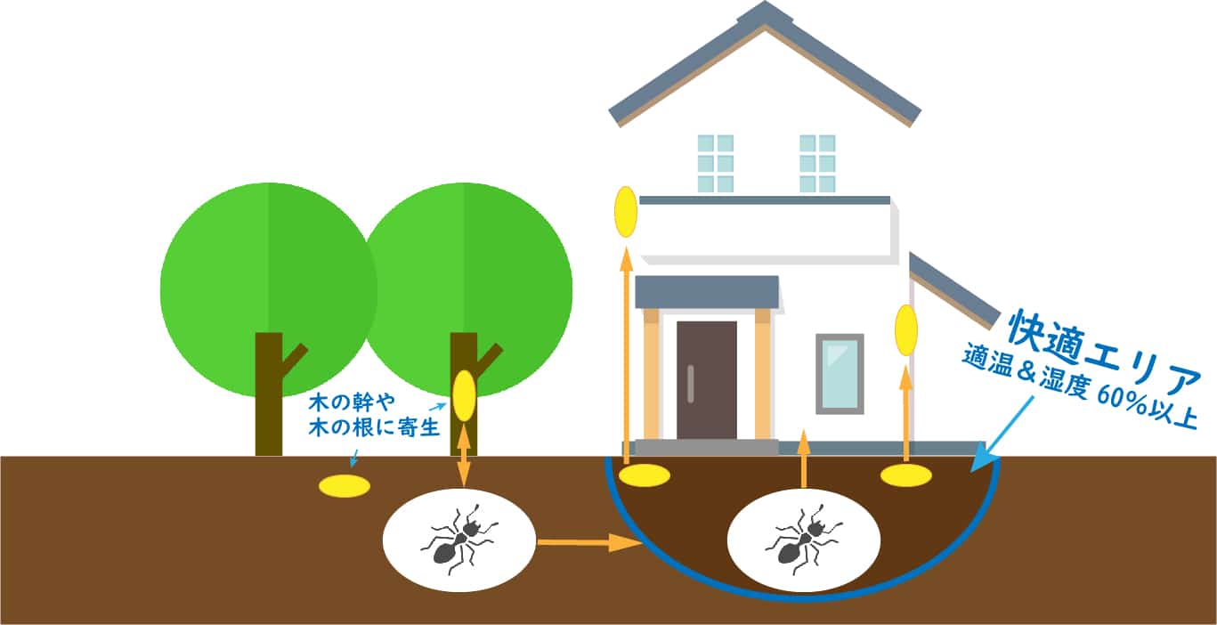 シロアリの侵入