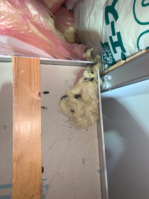 名古屋市中区新栄ネズミ01