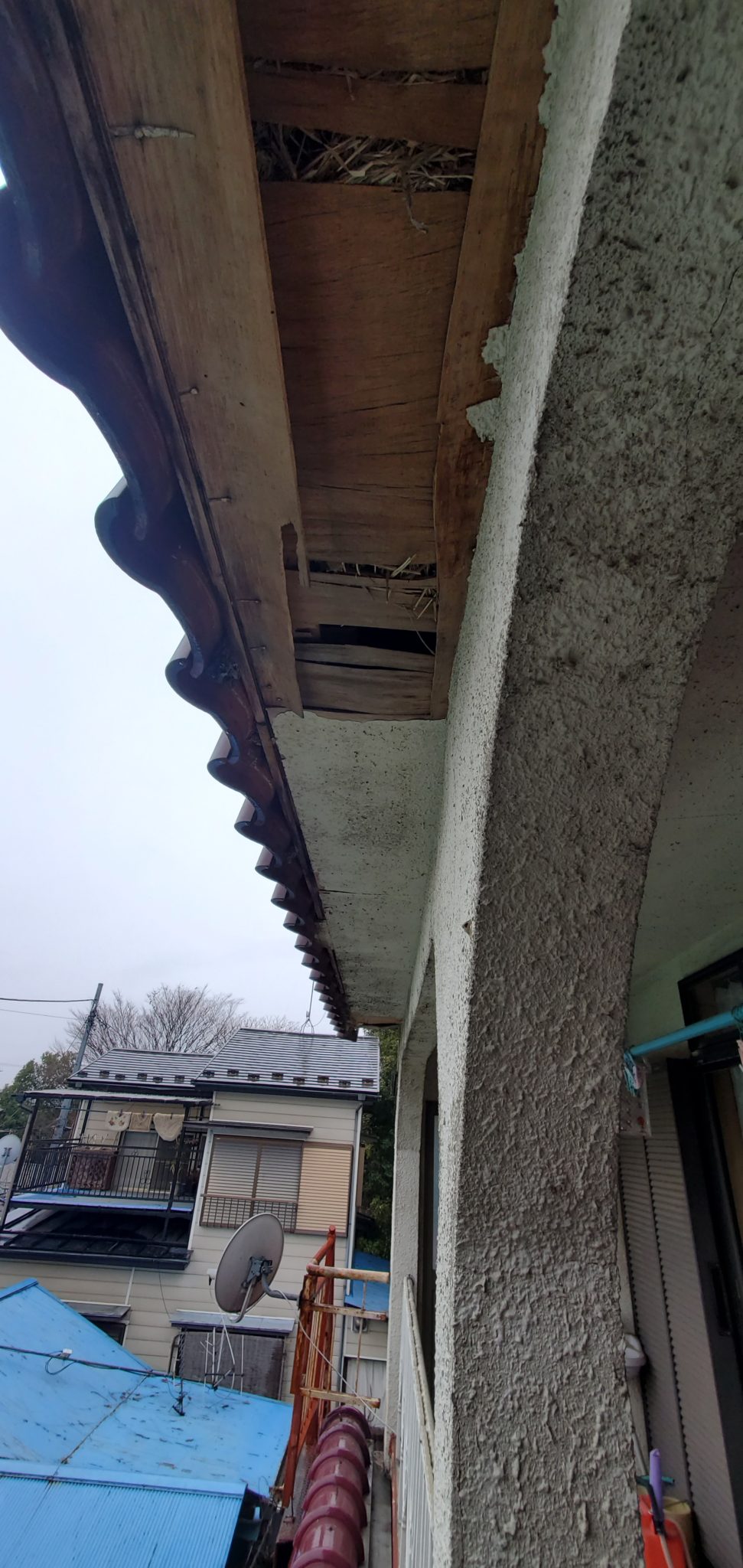 加賀市ネズミ駆除